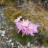 Pink flower on a rocky and grassy surface